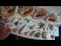 PART 1 I A Closer Look Into My $10,000 Seashell Collection