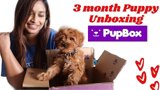 PUPBOX UNBOXING AND REVIEW with my 3 months old Cavapoo Puppy | Subscription for Dogs by Wolfie BuzZz 2,035 views 3 years ago 10 minutes, 4 seconds