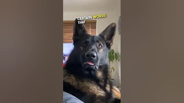 The dog said 'EXCUSE ME??' 😂