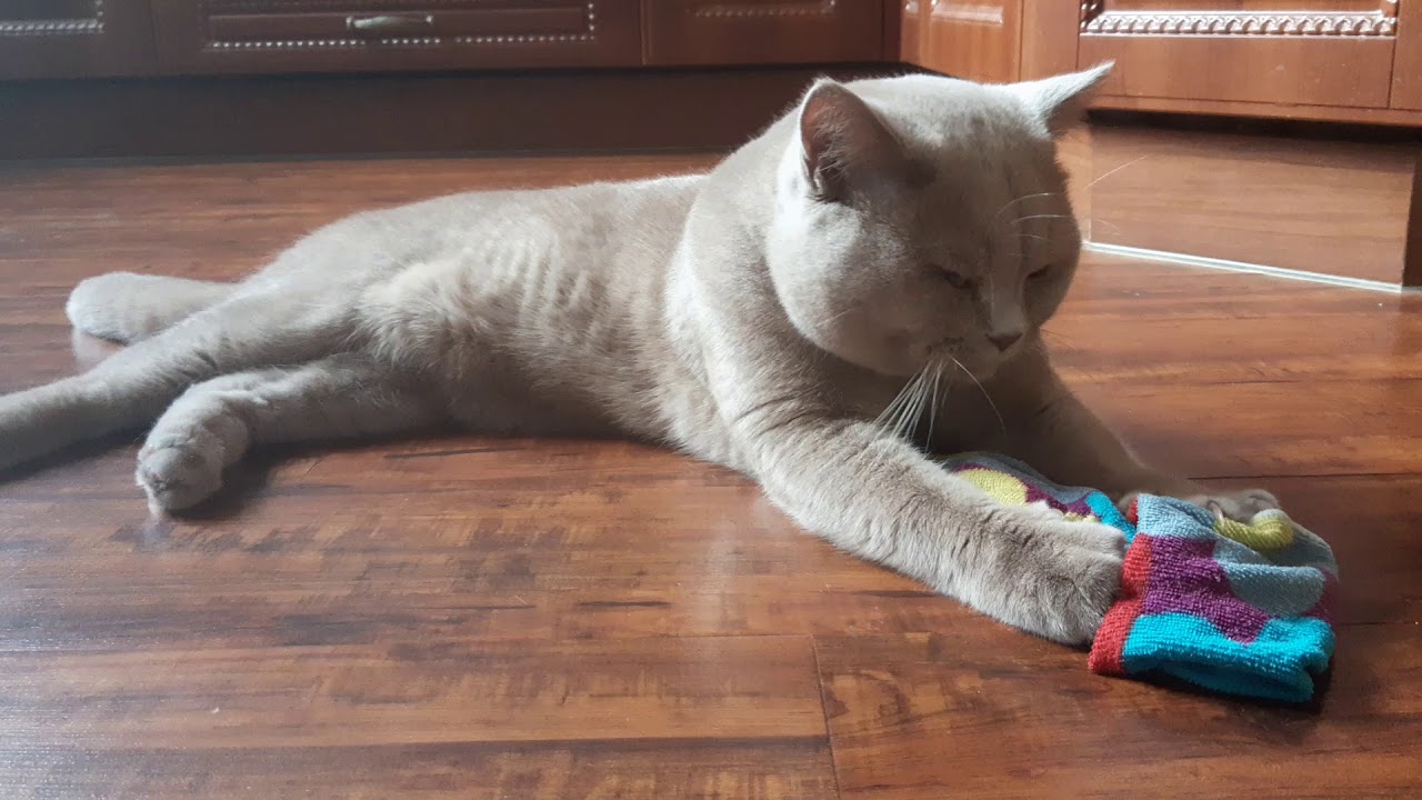 кот моет пол. кот моет полы. кот моет полы. кот убирает. кот моющий пол.