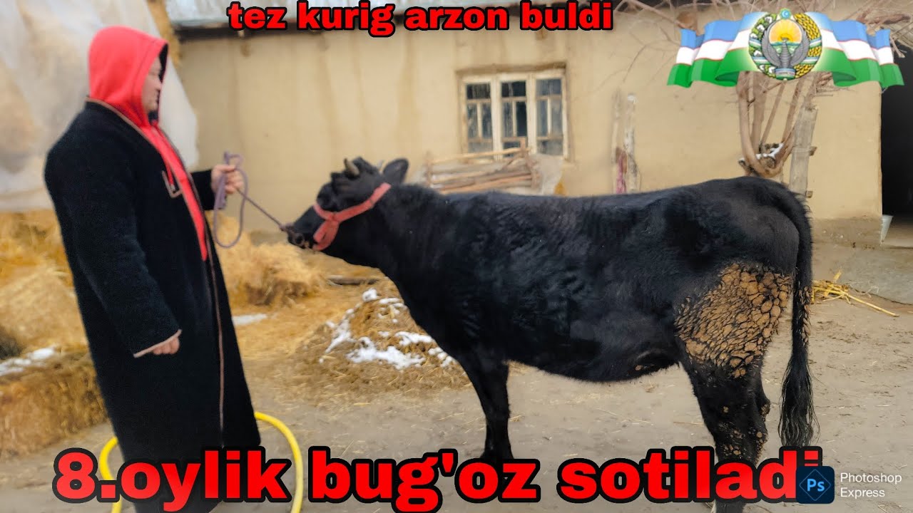 18.1.2026.YIL.8.OYLIK BUG'OZ SOTILADI TEZ KURIG