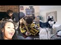 Dogs ACTUALLY Understanding What You're Saying (Compilation) | Reaction