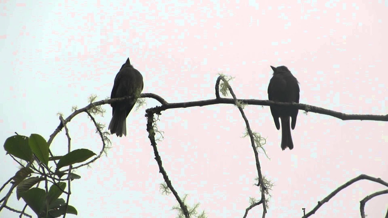 Smoke-colored Pewee 