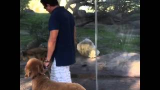 Celebrity Super Dog Max Wealth