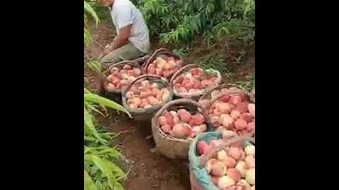 سورة الرحمن بصوت جميل ماشاء الله