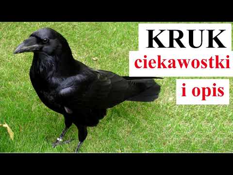 Wideo: Ptaki Corvid: opis, zdjęcia, dieta, charakterystyka i cechy gatunków