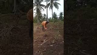 lagi mupuk jagung - jagung pertiwi#vlog#vlogpedesaan