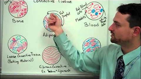 Animal Structure & Function