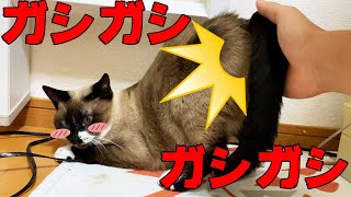 大喜び!?発情期前のメス猫のストレス発散法！ by 猫実験室 19,780 views 2 years ago 1 minute, 35 seconds