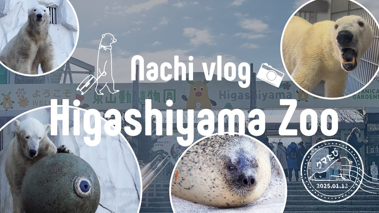 〈 ⑦2025年初遠征 〉シロクマ×大玉の激カワシーン！東山動物園に癒された日 / ぼっち女のクマ旅