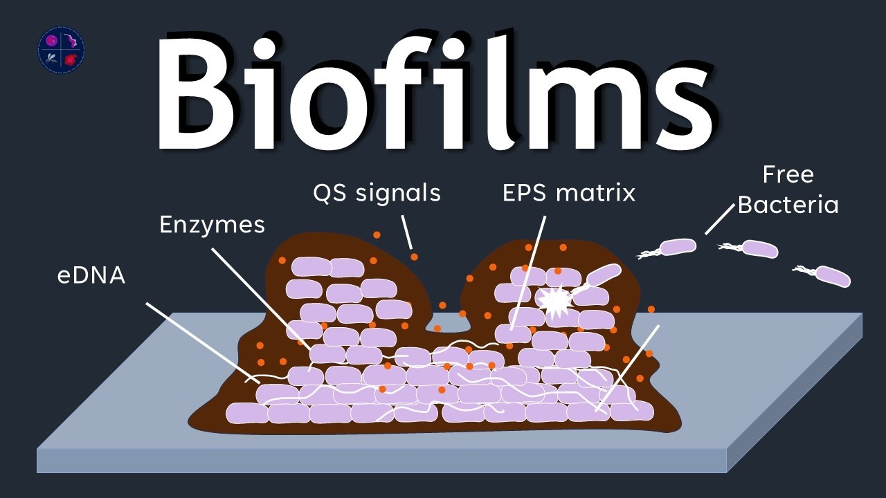 Biofilm Formation Explained | Stages of Biofilm Development ...