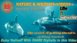 NATURE AND WILDLIFE VIDEOS || SHARK VIDEOS || SHARK AT UNDERWATER || SHARK FISH