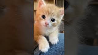 Kombol er vitor theke uki dewa chotto hridoy 🤍🛏️