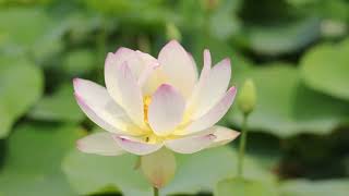 Meditation Lotus Flower. Basic about Lotus Meditation. Relieve stress and blocks. Relaxing music.