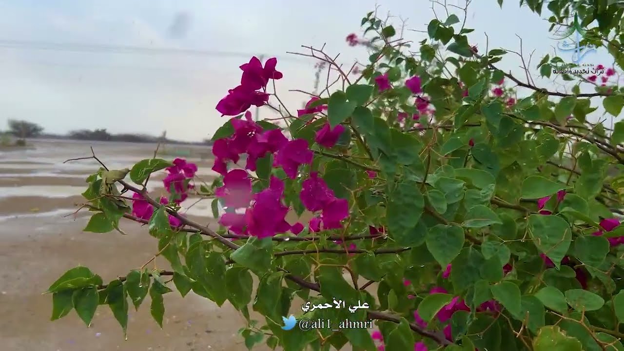 زيفة مميزة | بن دوغان وأحمد بن عوض🎤