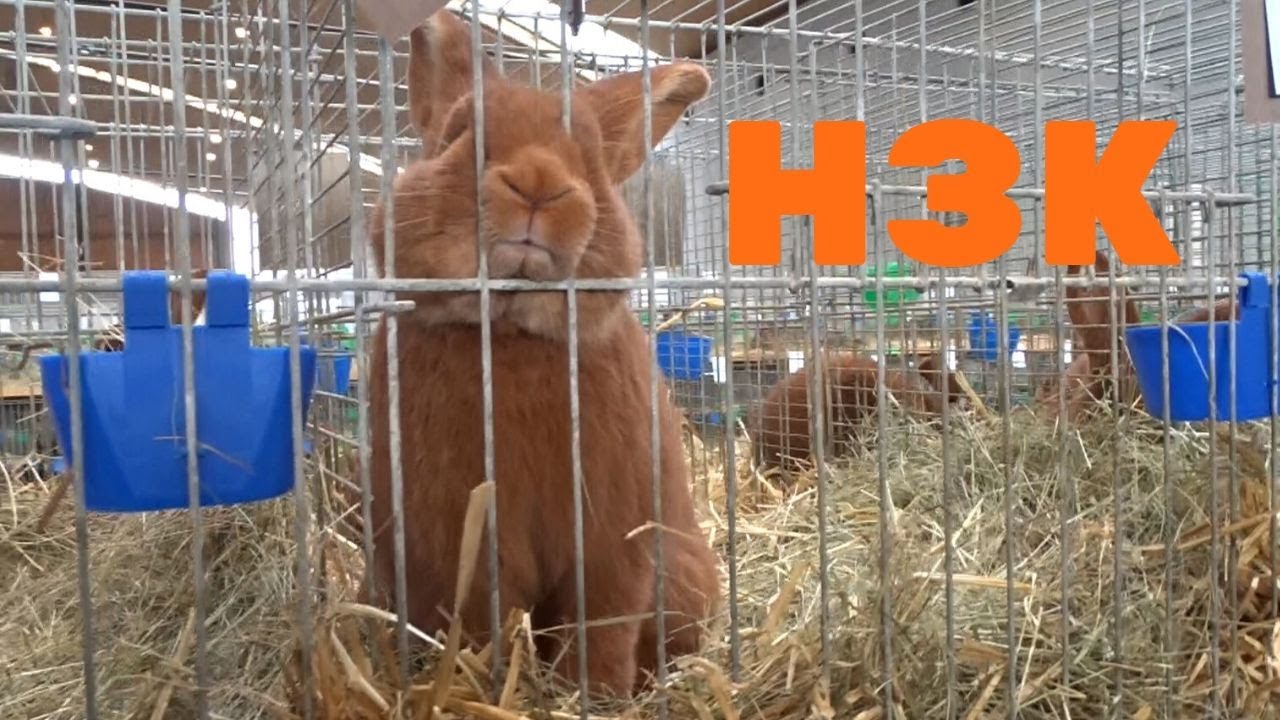 Новозеландский Красный кролик/Выставка Бундесшоу