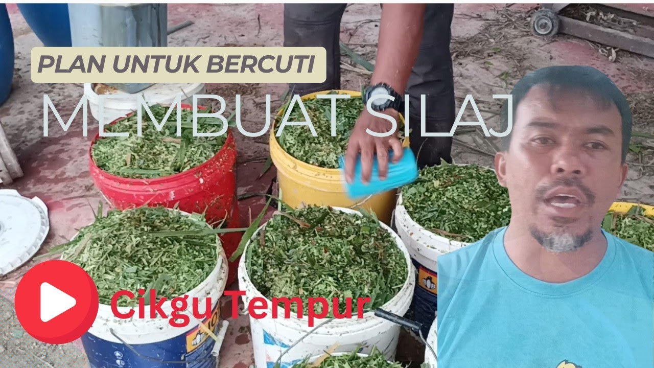 Ep 117: Pembuatan Silaj Napier Cara Mudah Sesuai Untuk Ternakan Ruminan Bagi Tujuan Bercuti..Yap Yeh