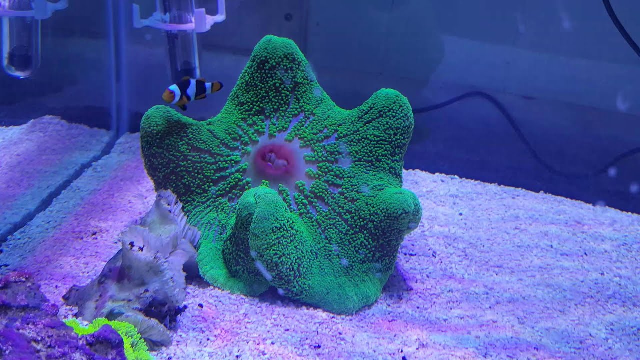 Green Carpet Anemone 179 Sri Lanka YouTube