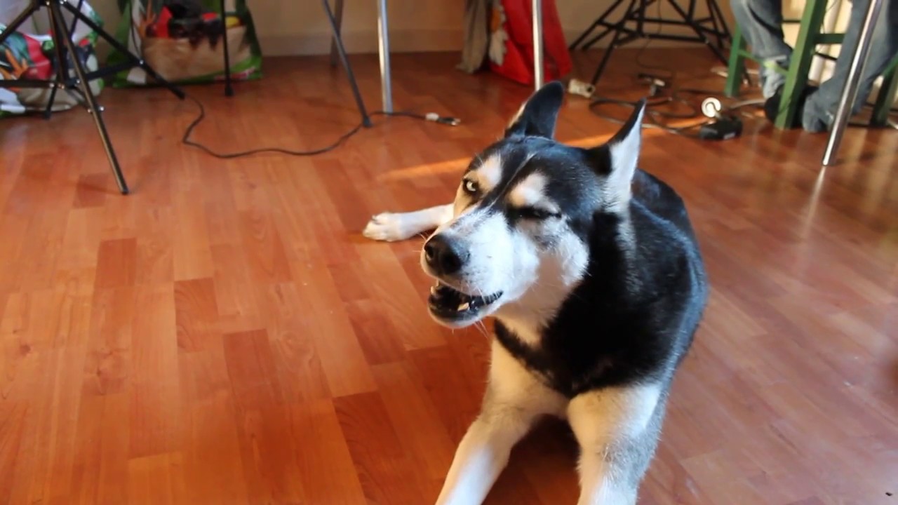 Husky Qui Chante En écoutant Lharmonica Drôle Animaux Youtube