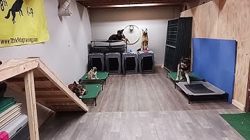 Does your dog have impulse control? 😎 Place Command Exercise