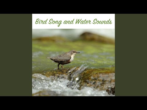 Bird Song and Water Sequence 12