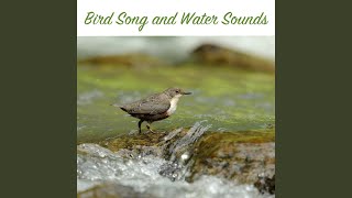 Bird Song and Water Sequence 12