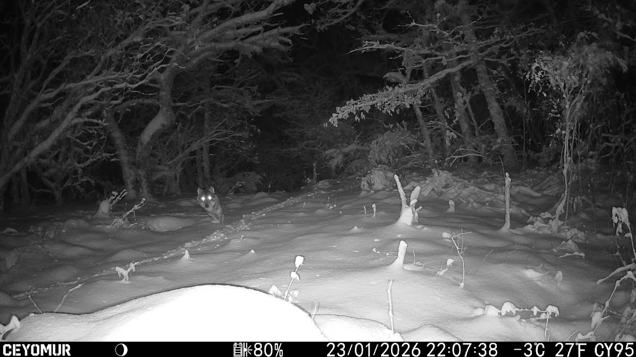 1 mes y medio de fototrampeo en el valle