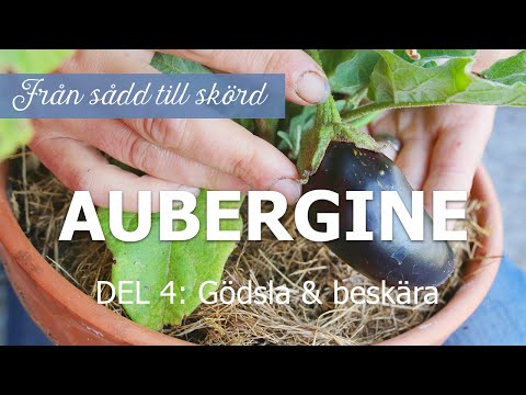 Video: Aubergine: Förbereda Och Så Frön Till Plantor