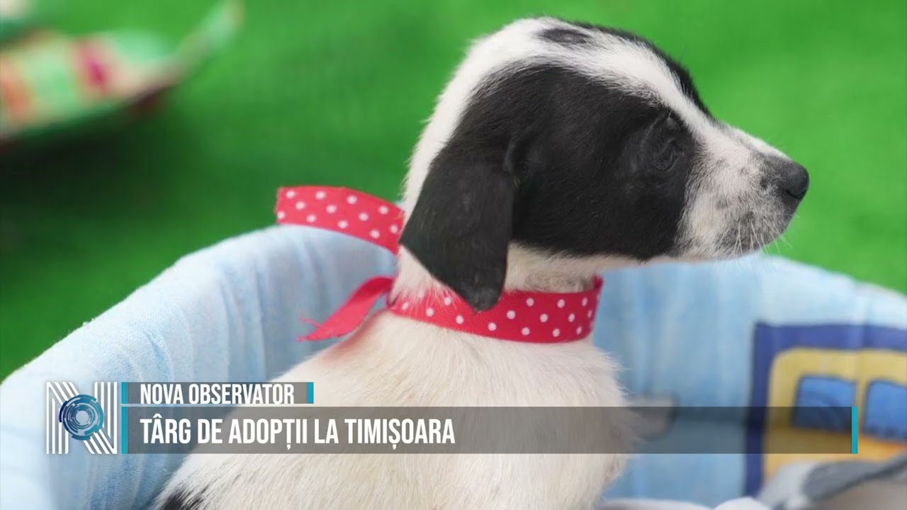 Târg de adopții la Timișoara Târg de adopții la Timișoara