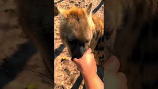 Hyena Chin Scratches