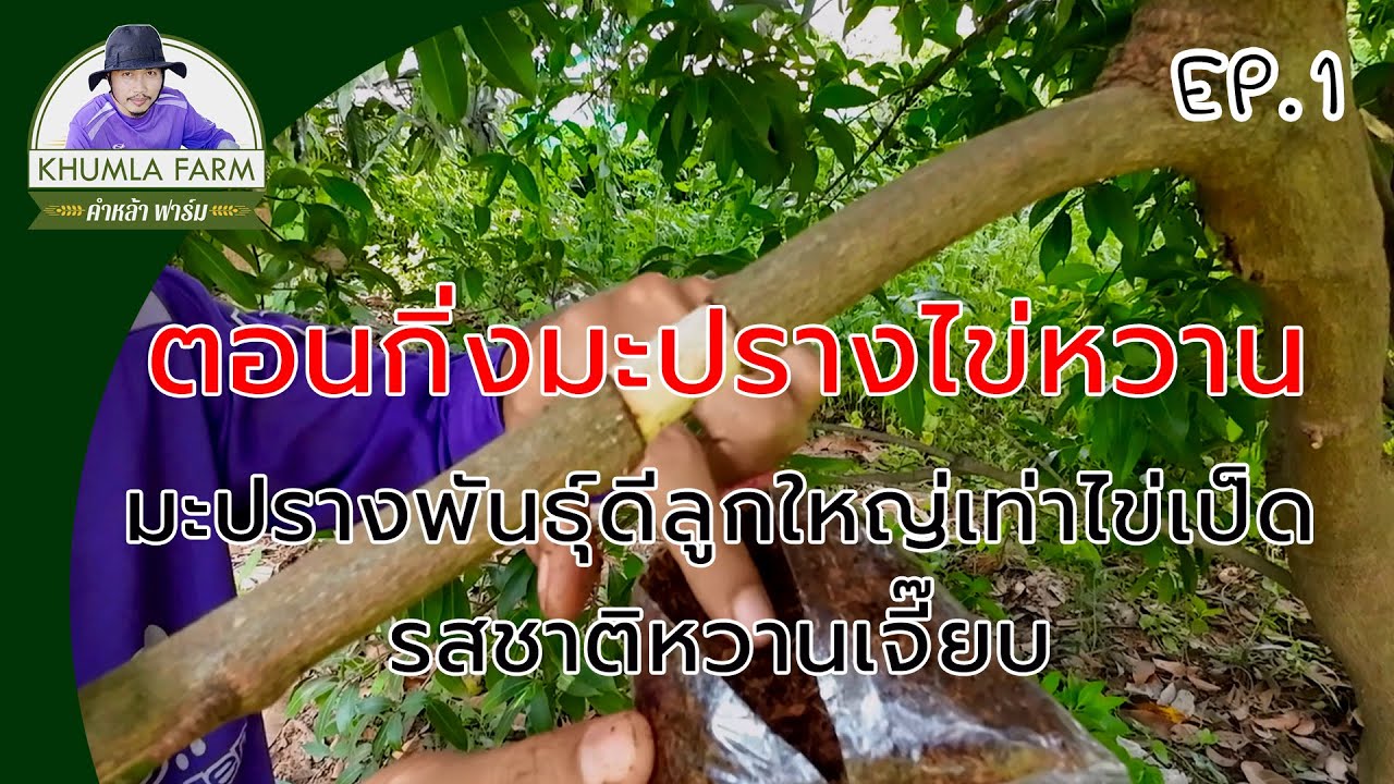 ตอนกิ่งมะปรางไข่หวาน มะปรางพันธุ์ดีลูกใหญ่เท่าไข่เป็ด รสชาติหวานเจี๊ยบบบ