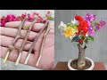 Bougainvillea plant grafting  multi color bougainvillea grafting method