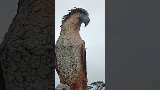 giant eagle #short #eagle #giant #davaocity