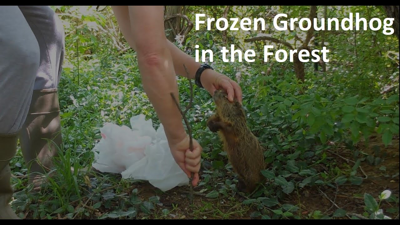 Frozen Groundhog in the Forest YouTube