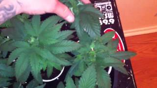 Week 5 on seedlings