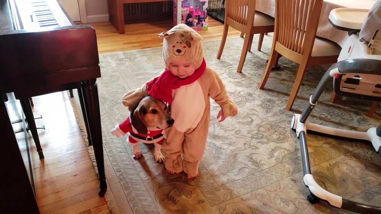 rescue dogs rock nyc 🎄 A Very Merry A-Roo Christmas!