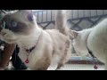 polka kucing ada dua satu milky ngapain nonton habis like and subscribe tekan loncengny dan komen
