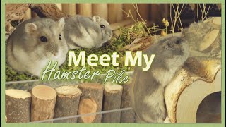 Meet my Hamster! | #3