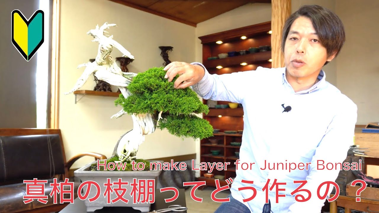 【棚場整理】真柏　小品 How to make Layer ? Juniper Bonsai - YouTube