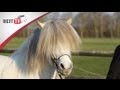 Rasseportrait | Der Isländer - Süße Pferde mit 5 Gängen