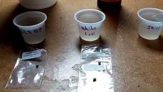 How To Grow Marijuana Seeds 100% Success Rate Every Time