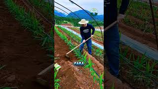 Cara Membudidayakan Tanaman Jahe Yang Sangat Maju Di Negara China shorts