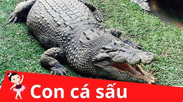 Dạy bé học con cá sấu | Dạy em bé tập nói tên và hoạt động các con vật