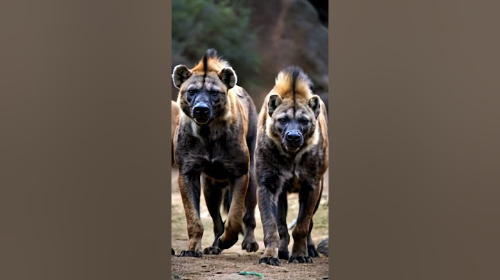 Follow For More AI Videos.            #ai #aiart #animals #trending #viral #aivideo #wildlife #hyena