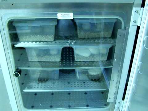 Brian Gundy Shares Type Of Incubator Used To Hatch BP Eggs