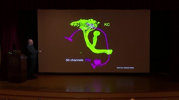 Larry Abbott, Columbia: Fly AI