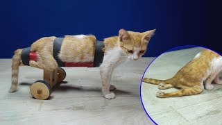 How to make a wheelchair for a paralyzed cat♿كيفية صنع كرسي متحرك لقط مشلول