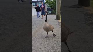 our neighborhood geese
