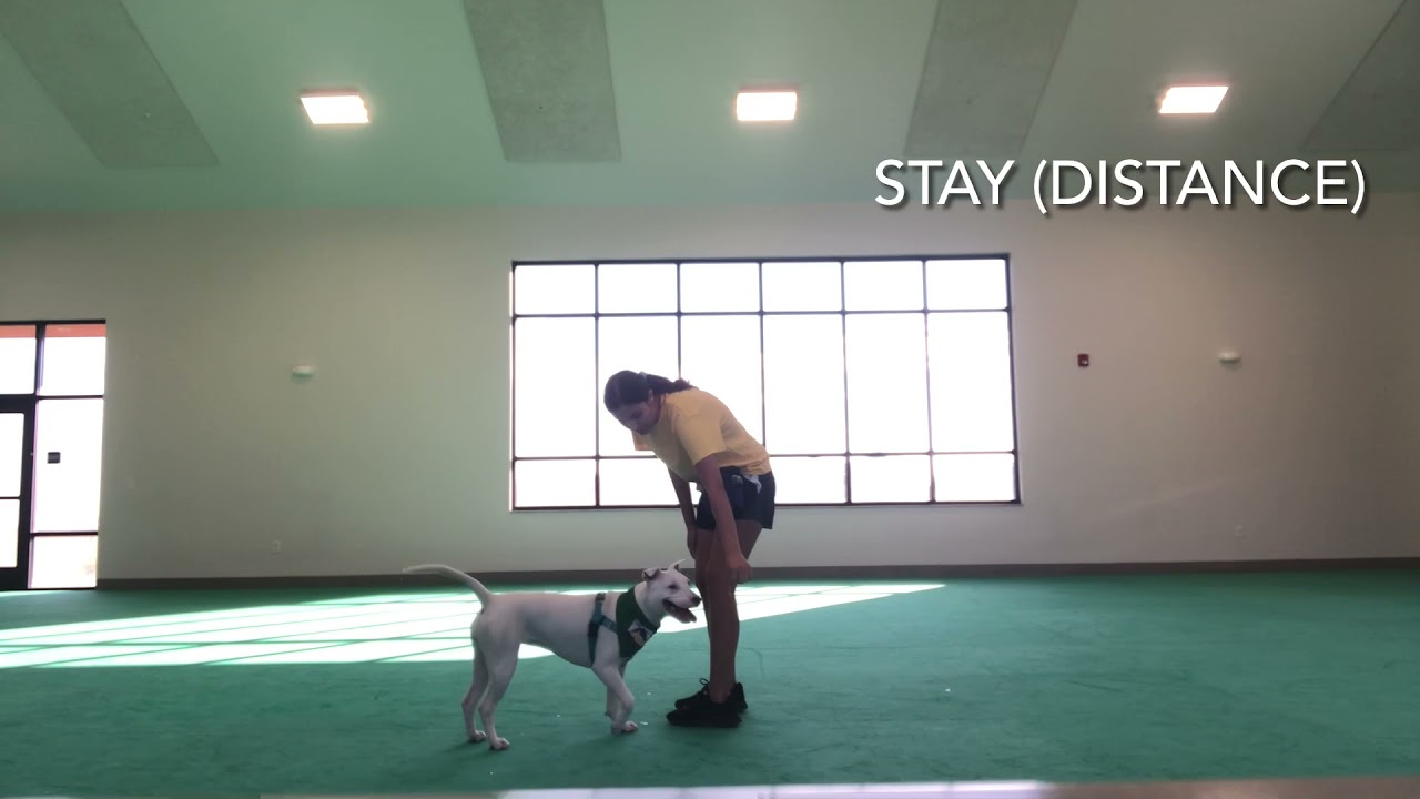 Ashtyn and Cheese Training Video 4