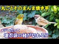 植木鉢でバードフィーダー（野鳥の餌台）焼き芋編2～メジロ/ヒヨドリ/スズメ/ジョウビタキ